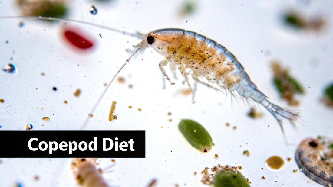 What Do Copepod Eat: what do copepod eat for beginners