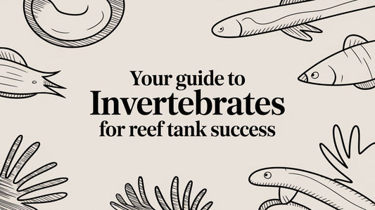 Your Guide to Invertebrates for Reef Tank Success