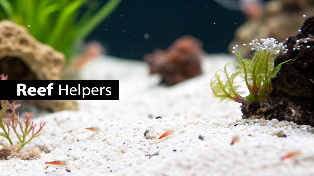 A Guide to Buying Live Copepods For Sale Online