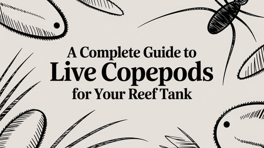A Complete Guide to Live Copepods for Your Reef Tank