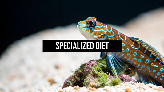 Mandarin Dragonet Food: Tips on mandarin dragonet food for a thriving reef
