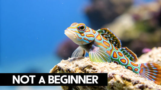 Mandarin Fish Care A Guide to Thriving Dragonets