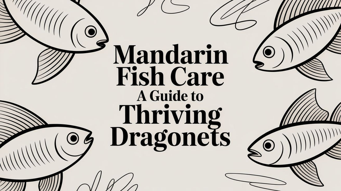 Mandarin Fish Care A Guide to Thriving Dragonets