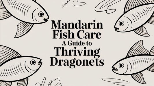 Mandarin Fish Care A Guide to Thriving Dragonets