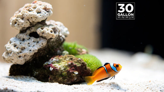 Mandarin Goby Tank Size A Guide to Thriving Fish