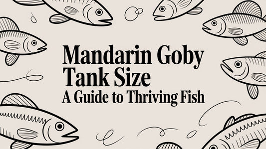 Mandarin Goby Tank Size A Guide to Thriving Fish