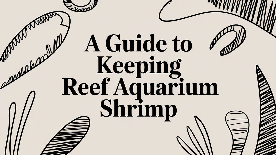 A Guide to Keeping Reef Aquarium Shrimp