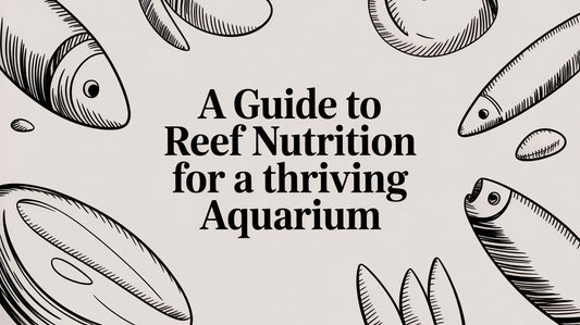 A Guide to Reef Nutrition for a Thriving Aquarium