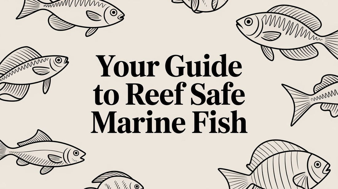 Your Guide to Reef Safe Marine Fish