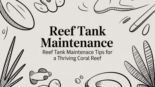 Reef Tank Maintenance: reef tank maintenance tips for a thriving coral reef