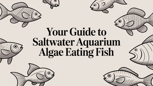 Your Guide to saltwater aquarium algae eating fish