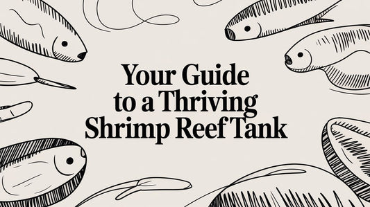 Your Guide to a Thriving Shrimp Reef Tank