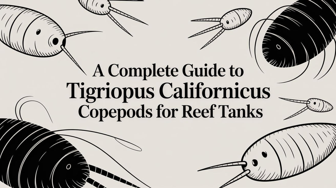 A Complete Guide to Tigriopus Californicus Copepods for Reef Tanks