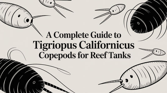 A Complete Guide to Tigriopus Californicus Copepods for Reef Tanks