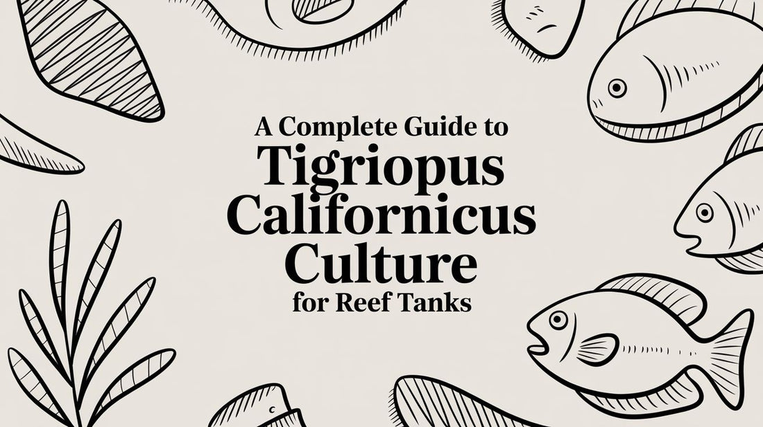 A Complete Guide to Tigriopus Californicus Culture for Reef Tanks