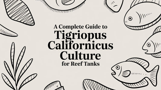 A Complete Guide to Tigriopus Californicus Culture for Reef Tanks