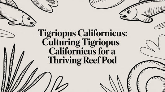 Tigriopus Californicus: Culturing tigriopus californicus for a Thriving Reef Pod
