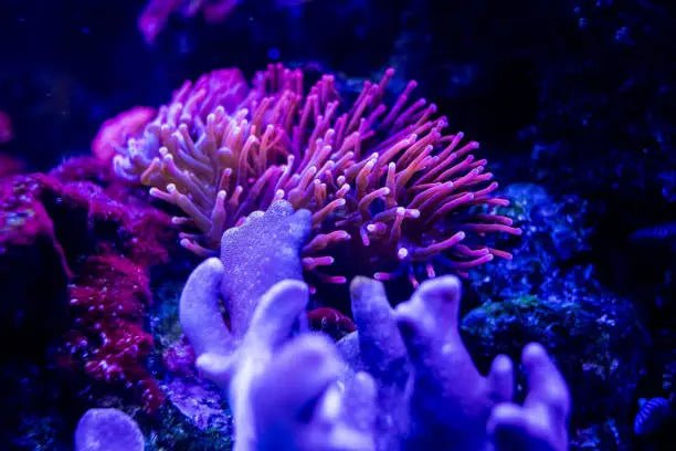 Purple and pink sea anemone with extended tentacles in reef aquarium under actinic lighting