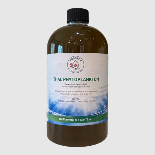 Thalassiosira weissflogii Microalgae Culture