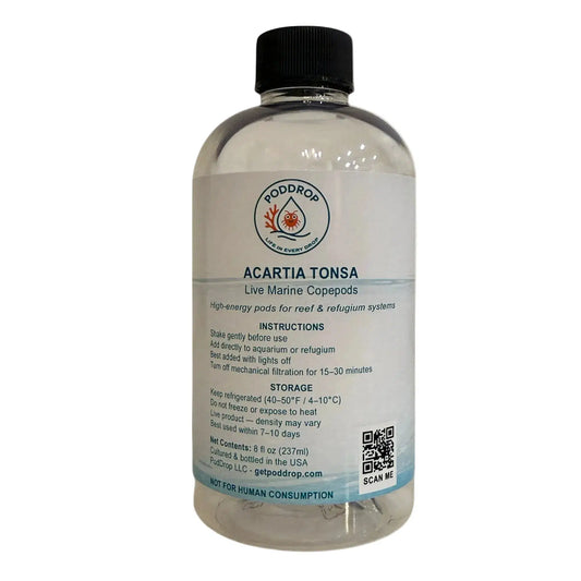 Acartia tonsa live marine copepods 8oz bottle with phytoplankton culture