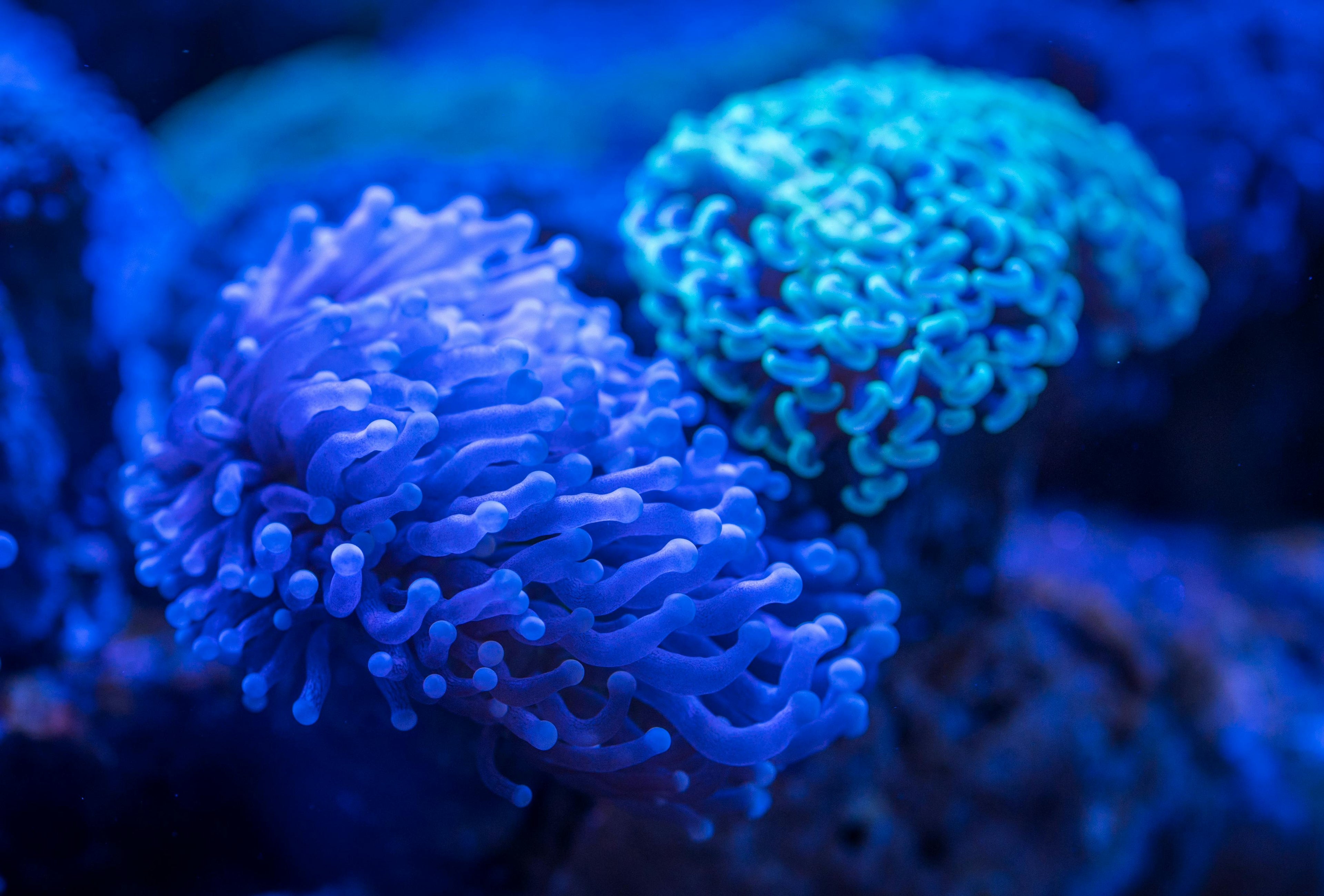 Euphyllia hammer coral with branching tentacles glowing blue under actinic lighting showing healthy polyp extension