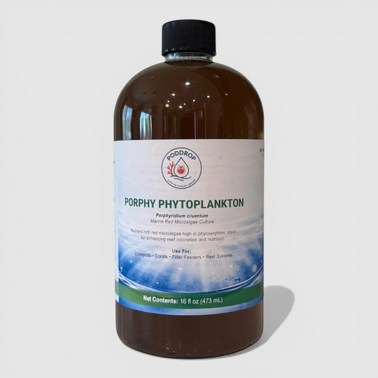 Porphyridium cruentum Microalgae Culture