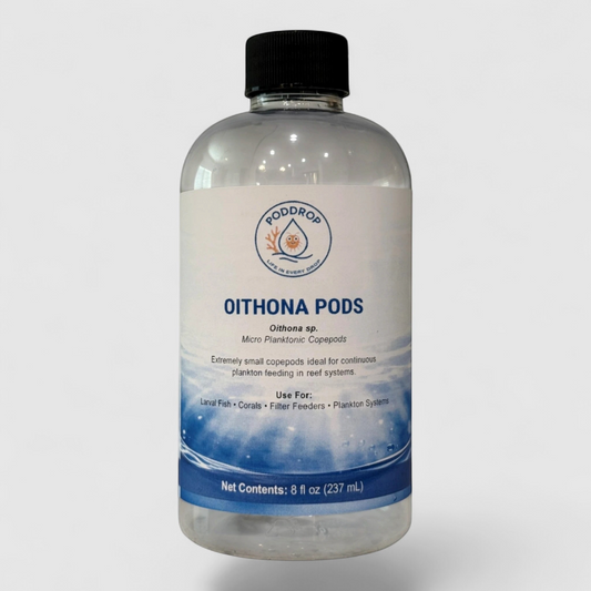 Oithona colcarva Live Copepods