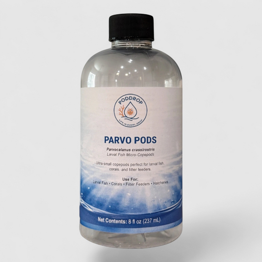 Parvocalanus crassirostris Live Copepods