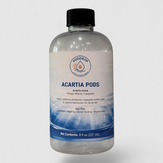 Acartia tonsa Live Copepods