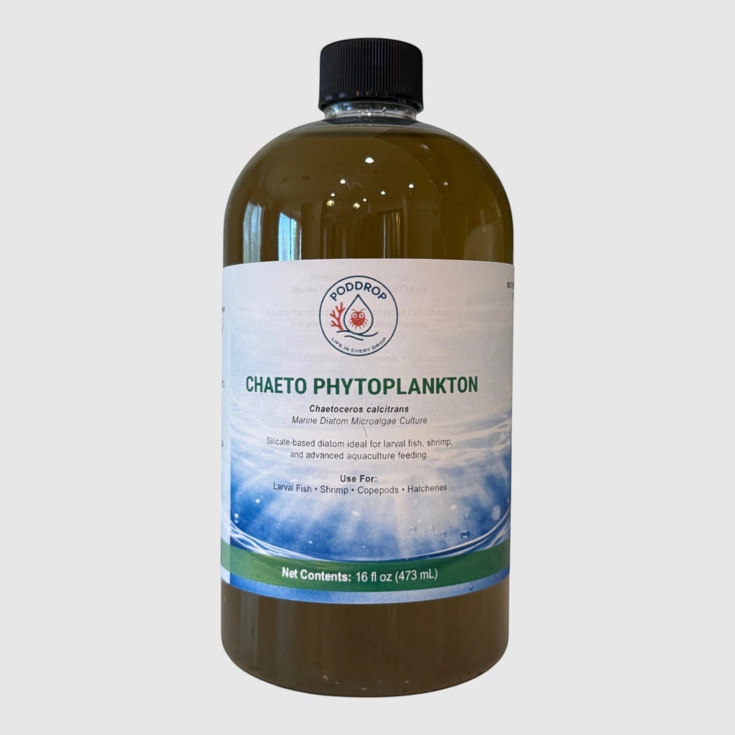 Chaetoceros calcitrans Live Phytoplankton