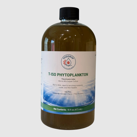 Tisochrysis lutea Microalgae Culture