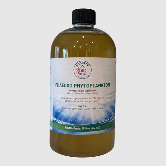 Phaeodactylum tricornutum Microalgae Culture