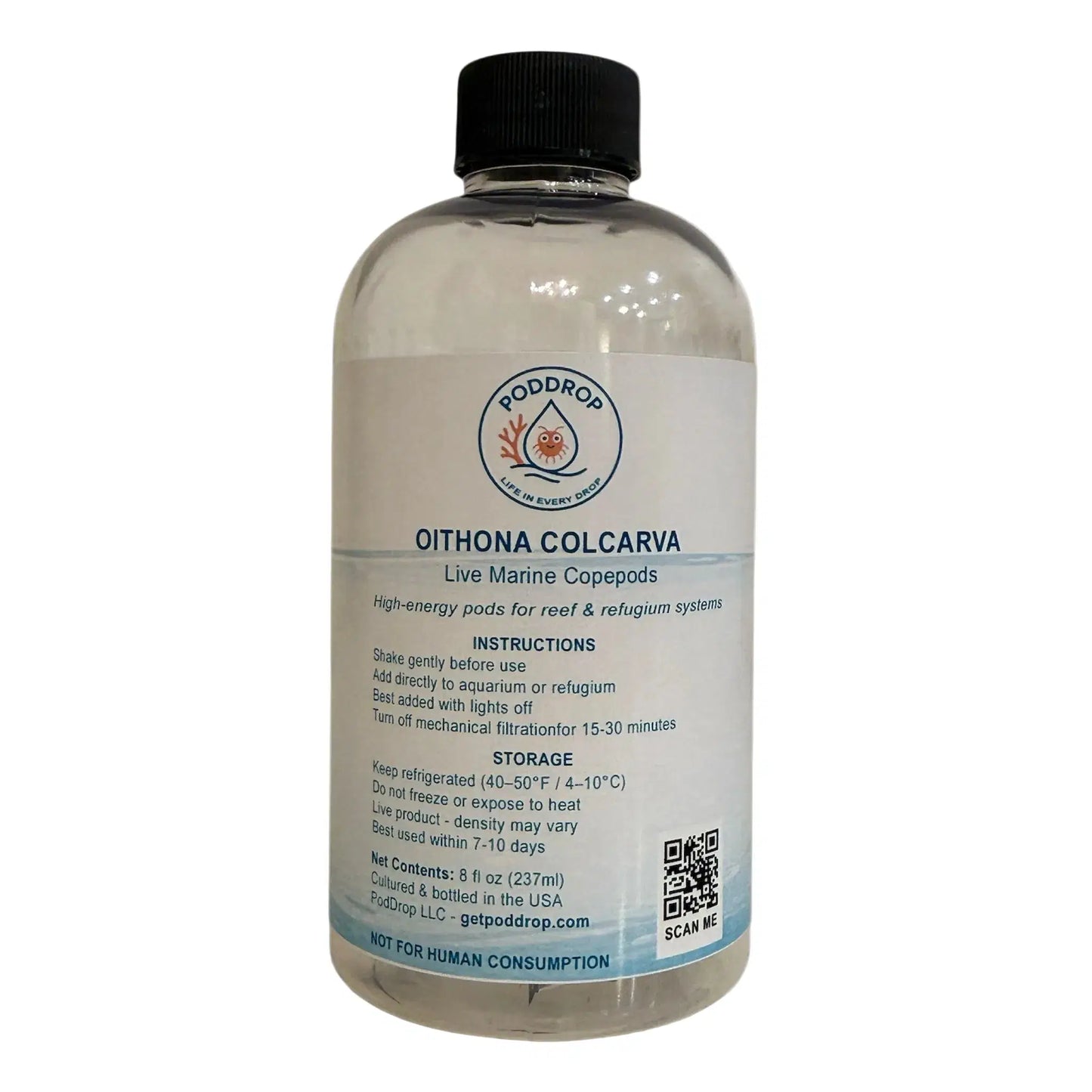 Oithona sp. live marine copepods 8oz bottle with phytoplankton culture