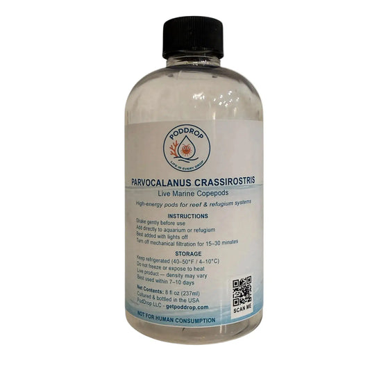 Parvocalanus crassirostris live marine copepods 8oz bottle with phytoplankton culture