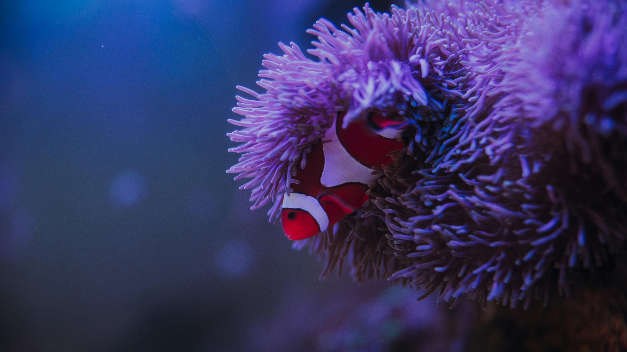 Red and white clownfish hiding in a purple anemone underwater.