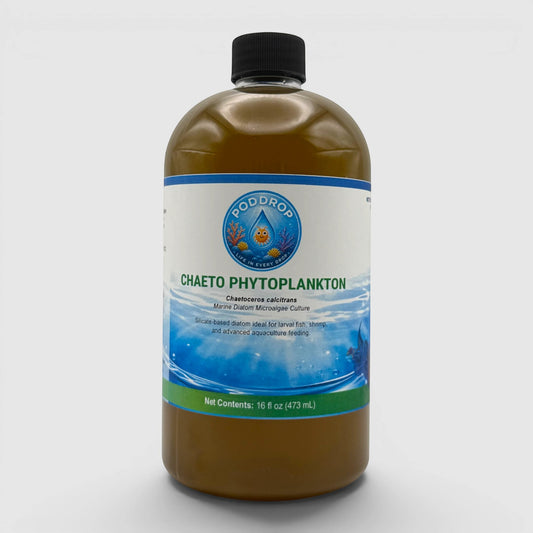 PodDrop Chaetoceros calcitrans phytoplankton culture, a marine diatom microalgae for larval fish, shrimp, and advanced aquaculture feeding.