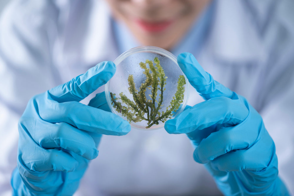 Marine biologist examining live phytoplankton culture in petri dish for aquaculture research