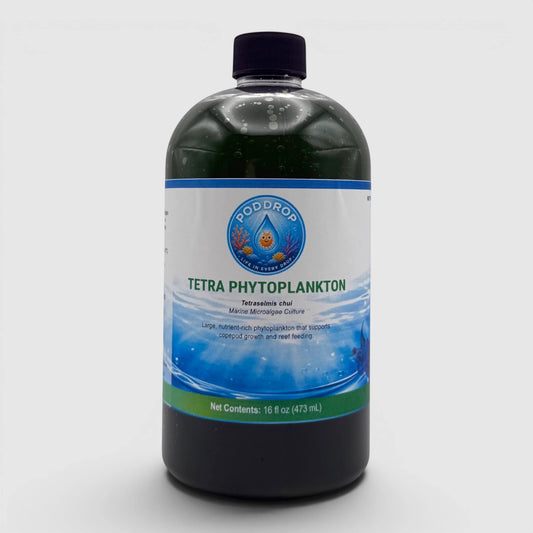 PodDrop Tetraselmis chui marine microalgae culture, a large, nutrient-rich phytoplankton for reef feeding.