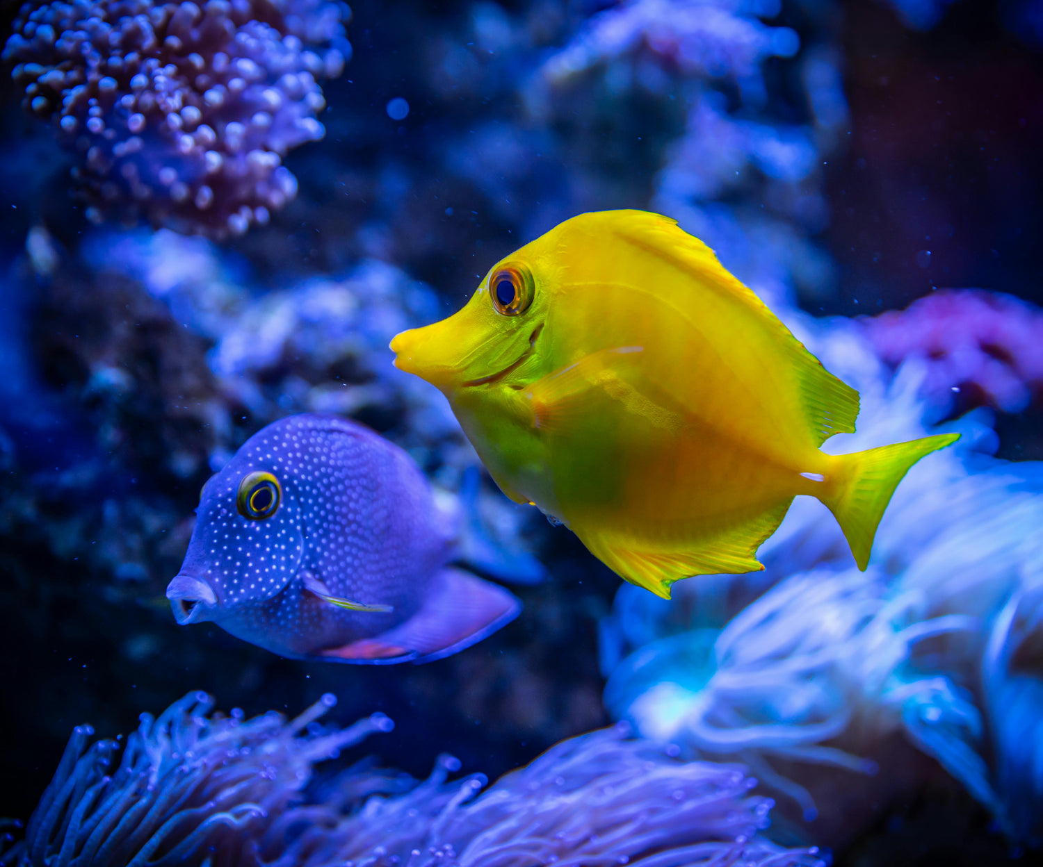 Yellow tang and blue tang fish swimming in reef aquarium with coral background